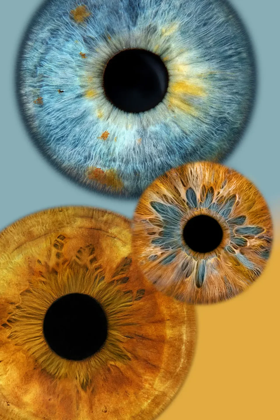 Iris photography - Iris Art Photo - 3 Colorful